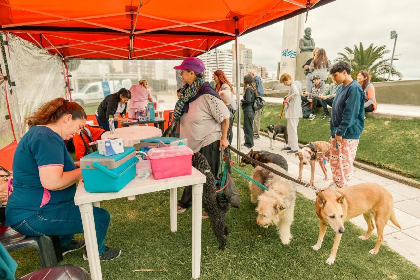 Nuevas ubicaciones de los quirófanos móviles para animales y vacunación antirrábica