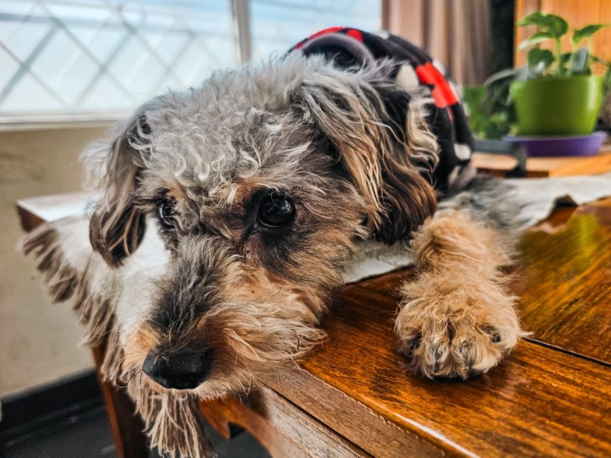 Nuevas ubicaciones de los quirófanos móviles para animales