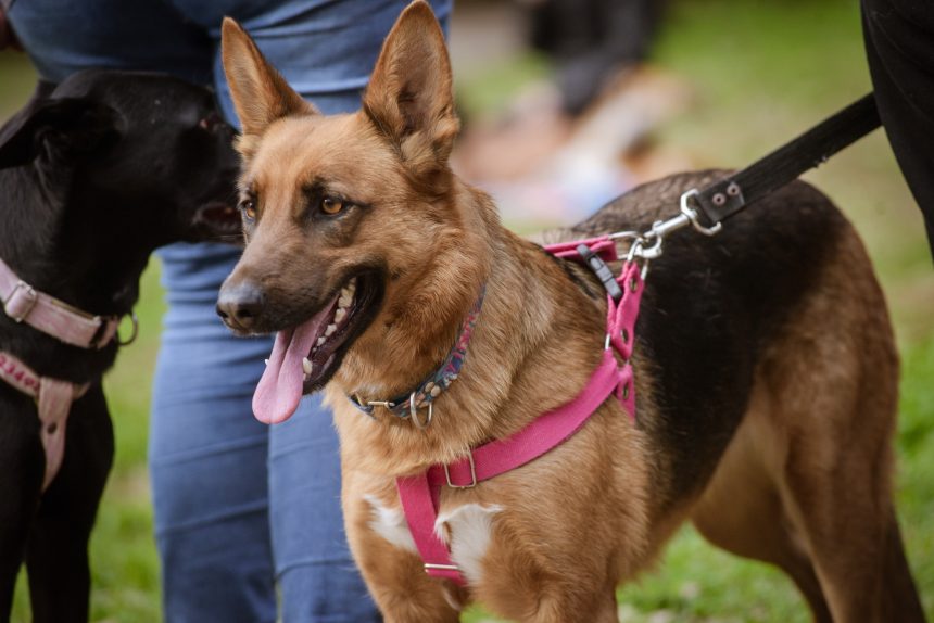 Nuevas ubicaciones de los quirófanos móviles para animales