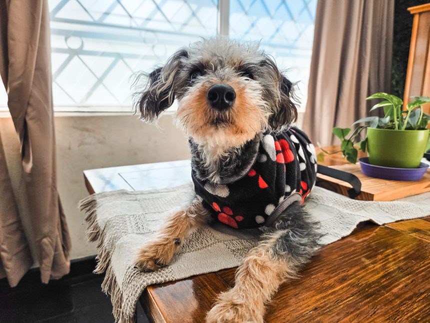 Nuevas ubicaciones de los quirófanos móviles para animales