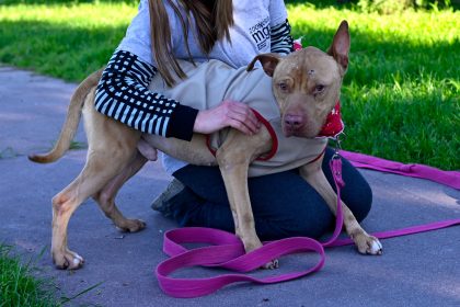 Nuevas ubicaciones de los quirófanos móviles para animales