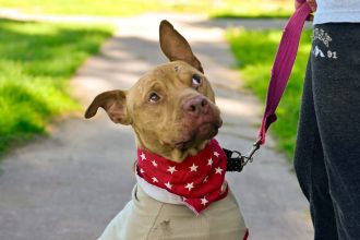 Nuevas ubicaciones de los quirófanos móviles para animales