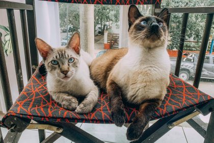 Nuevas ubicaciones de los quirófanos móviles para animales