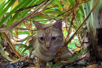 Nuevas ubicaciones de los quirófanos móviles para animales