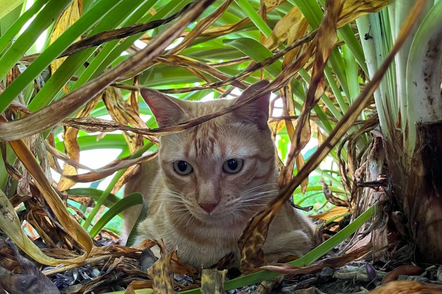 Nuevas ubicaciones de los quirófanos móviles para animales