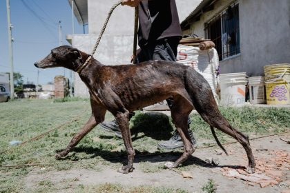El Municipio retiró cuatro perros de una vivienda en El Colmenar