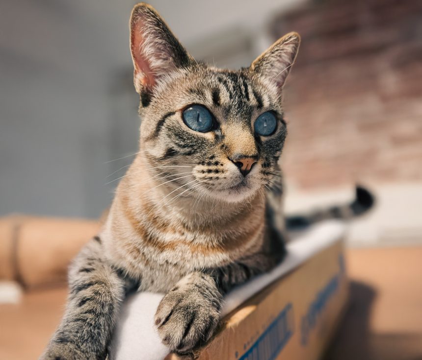 Nuevas ubicaciones de los quirófanos móviles para animales