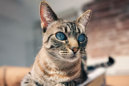 Nuevas ubicaciones de los quirófanos móviles para animales