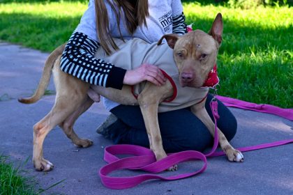 Nuevas ubicaciones de los quirófanos móviles para animales