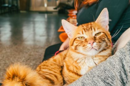 Nuevas ubicaciones de los quirófanos móviles para animales