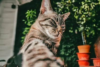 Nuevas ubicaciones de los quirófanos móviles para animales