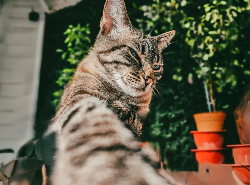 Nuevas ubicaciones de los quirófanos móviles para animales