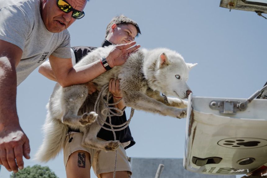 El Municipio rescató dos perros que se encontraban en estado de abandono y en condiciones inadecuadas de habitabilidad