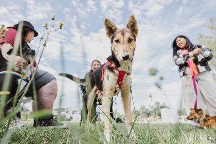El Municipio realizó 13.471 esterilizaciones y rescató a 253 animales de maltrato y abandono durante el 2025