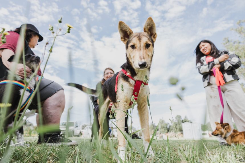 El Municipio realizó 13.471 esterilizaciones y rescató a 253 animales de maltrato y abandono durante el 2025