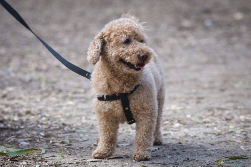 Nuevas ubicaciones de los quirófanos móviles para animales