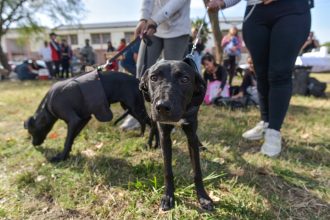 Nuevas ubicaciones de los quirófanos móviles para animales