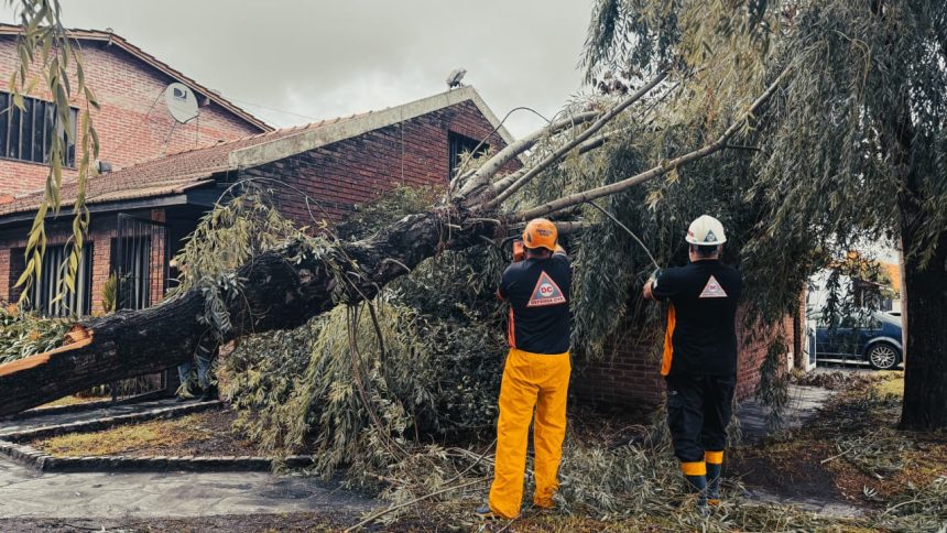El Municipio intervino en la caída de 31 árboles y 28 postes tras la tormenta y fuertes vientos en la ciudad