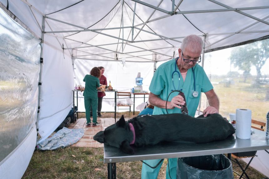 Nuevas ubicaciones de los quirófanos móviles para animales
