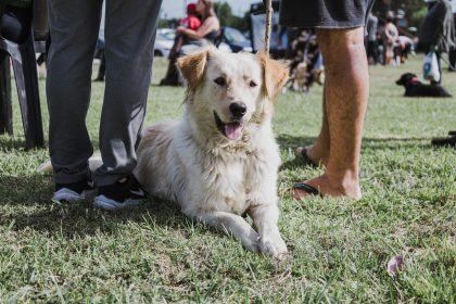 Nuevas ubicaciones de los quirófanos móviles para animales