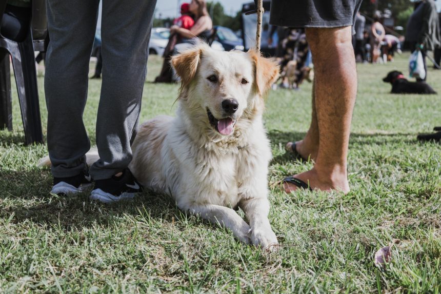Nuevas ubicaciones de los quirófanos móviles para animales