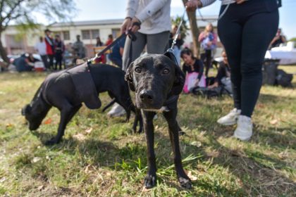Nuevas ubicaciones de los quirófanos móviles para animales