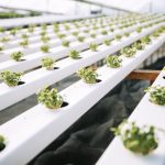 El Municipio lanza una nueva capacitación gratuita de hidroponía