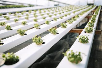 El Municipio lanza una nueva capacitación gratuita de hidroponía