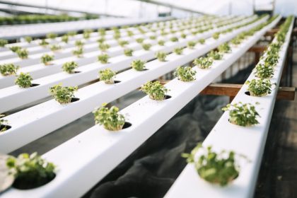 El Municipio lanza una nueva capacitación gratuita de hidroponía