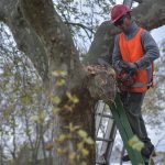 Comienza la inscripción para el curso de Podador Urbano Artesanal 2026