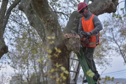 Comienza la inscripción para el curso de Podador Urbano Artesanal 2026