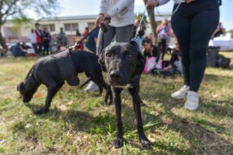 Nuevas ubicaciones de los quirófanos móviles para animales