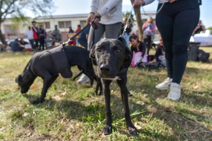 Nuevas ubicaciones de los quirófanos móviles para animales