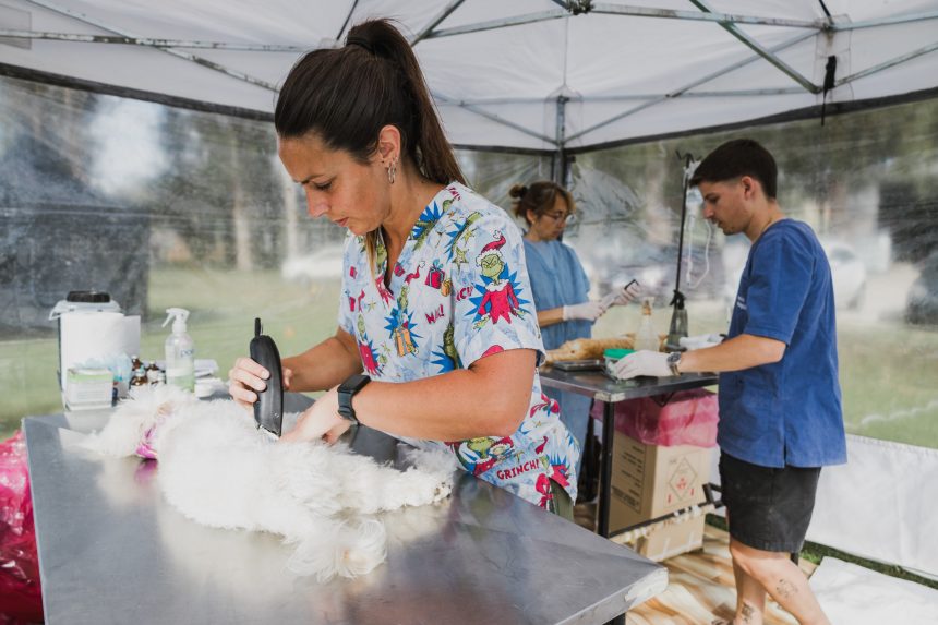 Nuevas ubicaciones de los quirófanos móviles para animales