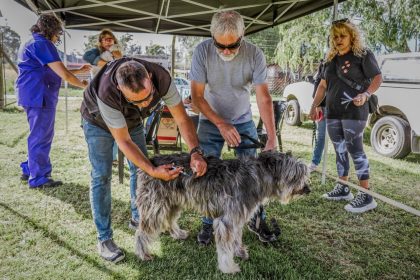 Nuevas ubicaciones de los quirófanos móviles para animales