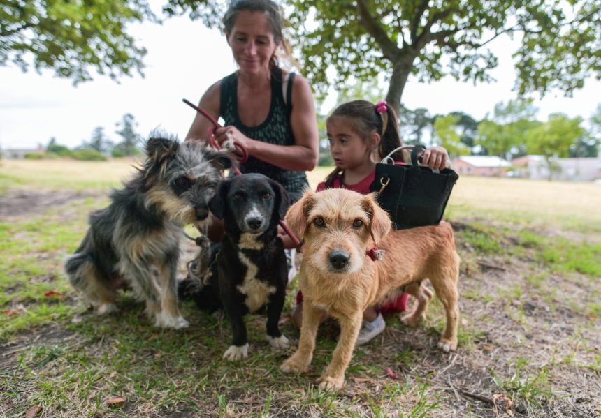 Nuevas ubicaciones de los quirófanos móviles para animales