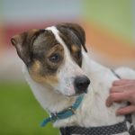 Nuevas ubicaciones de los quirófanos móviles para animales
