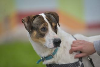 Nuevas ubicaciones de los quirófanos móviles para animales