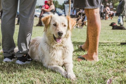 Nuevas ubicaciones de los quirófanos móviles para animales