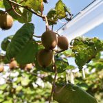El Municipio continúa trabajando en el fortalecimiento del control sanitario del kiwi