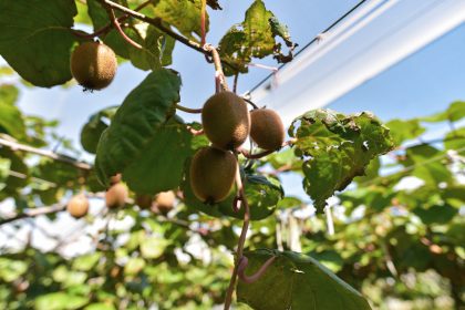 El Municipio continúa trabajando en el fortalecimiento del control sanitario del kiwi