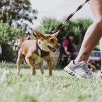 Nuevas ubicaciones de los quirófanos móviles para animales