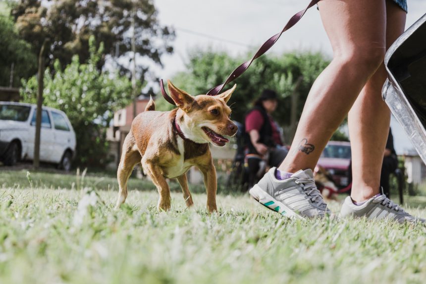 Nuevas ubicaciones de los quirófanos móviles para animales