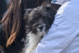 Nuevas ubicaciones de los quirófanos móviles para animales