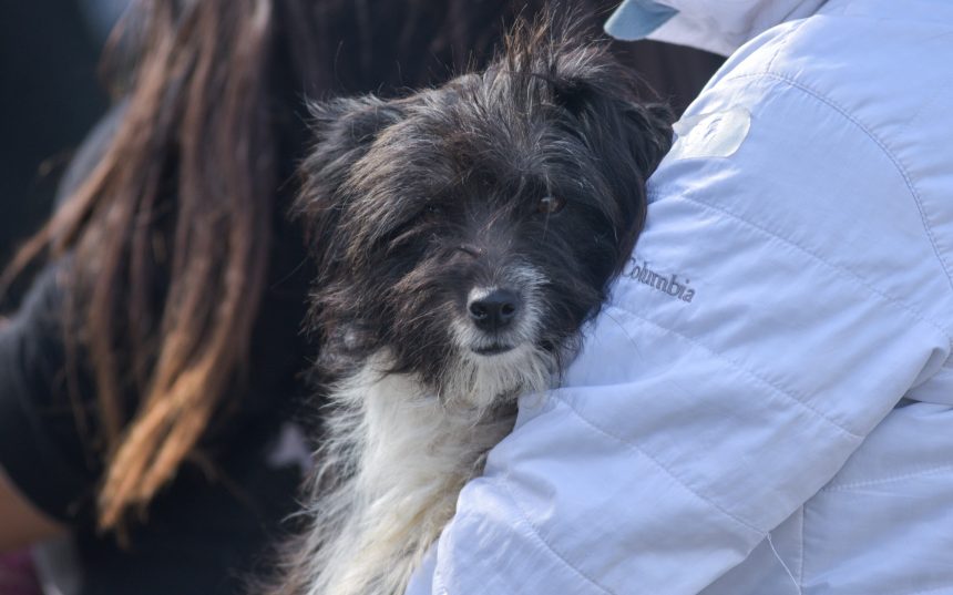 Nuevas ubicaciones de los quirófanos móviles para animales