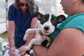 El Municipio informa nuevas ubicaciones de los quirófanos móviles para animales