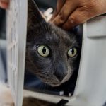 Tras la intervención que permitió rescatar a "Tinto", la Municipalidad realizará una charla sobre tenencia responsable y bienestar animal