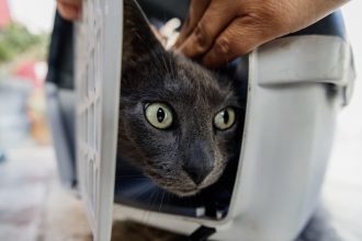 Tras la intervención que permitió rescatar a "Tinto", la Municipalidad realizará una charla sobre tenencia responsable y bienestar animal