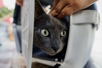 Tras la intervención que permitió rescatar a "Tinto", la Municipalidad realizará una charla sobre tenencia responsable y bienestar animal