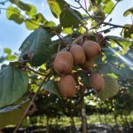 Nueva capacitación para el sector del kiwi con potencial salida laboral en establecimientos productores de la ciudad